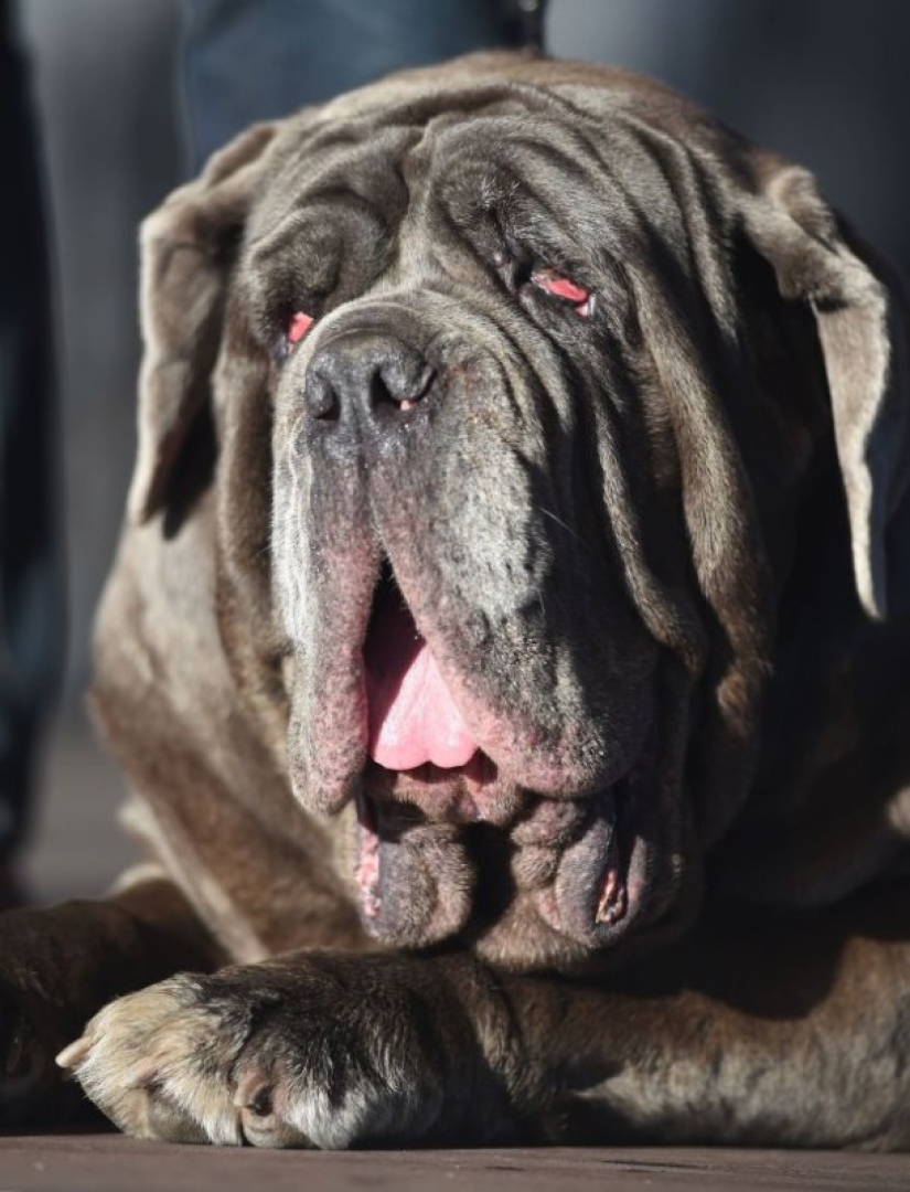 In the USA, they chose the "ugliest dog in the world"