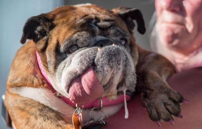 In the USA, they chose the "ugliest dog in the world"