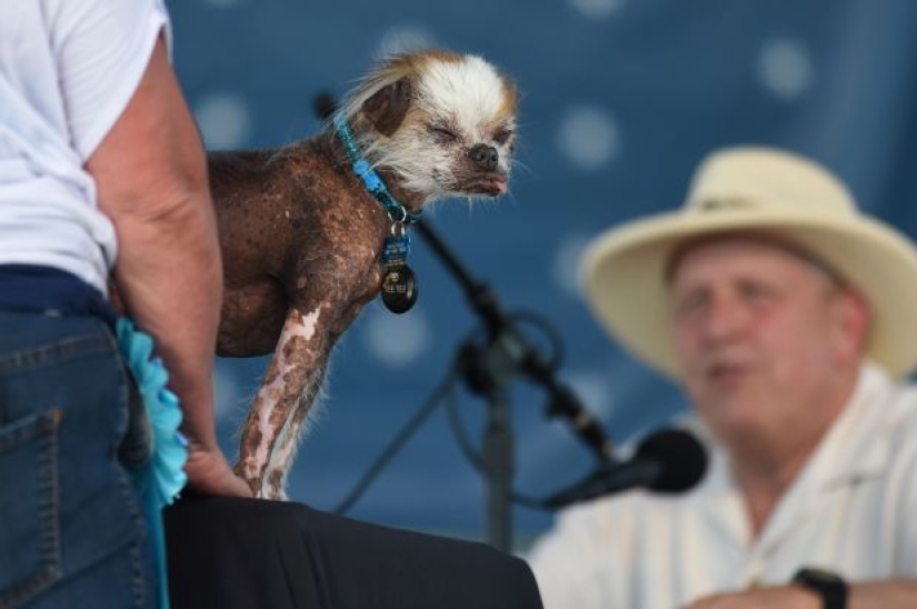 In the USA, they chose the "ugliest dog in the world"
