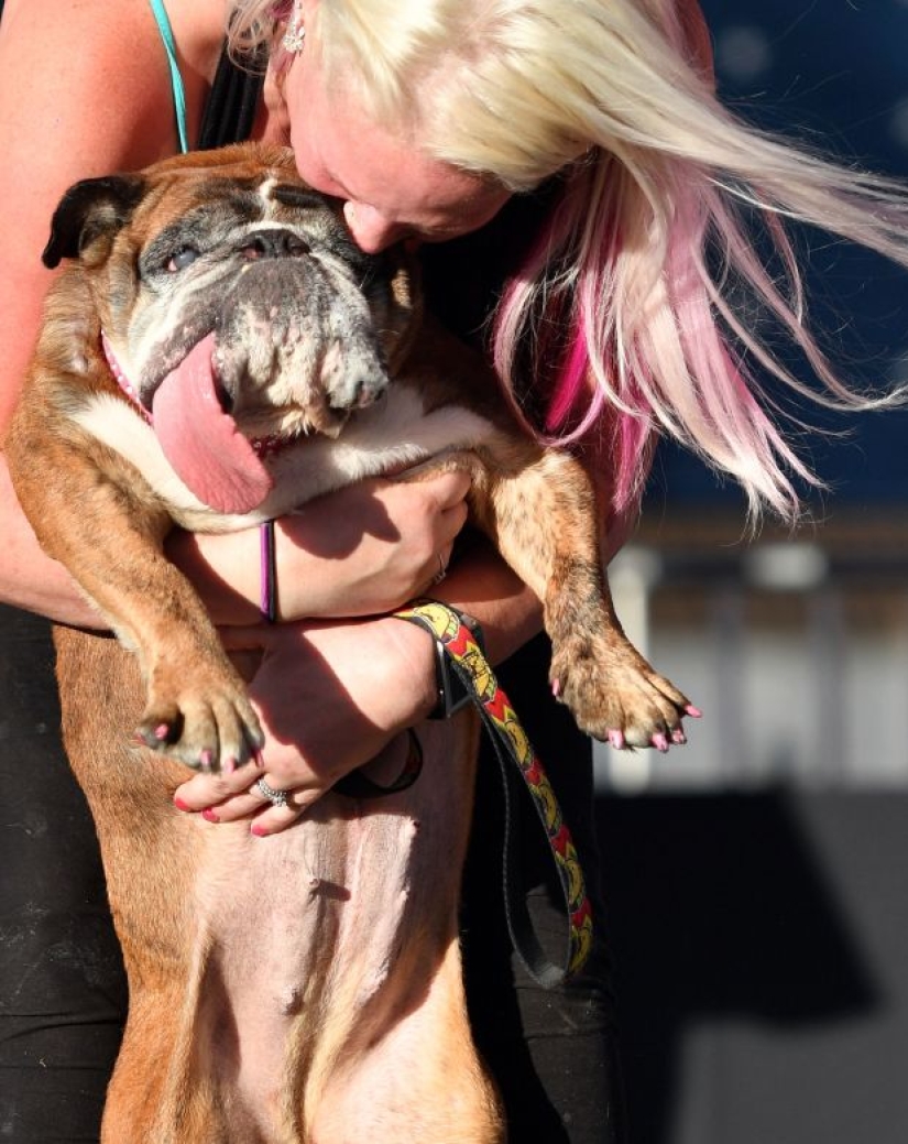 In the USA, they chose the "ugliest dog in the world"