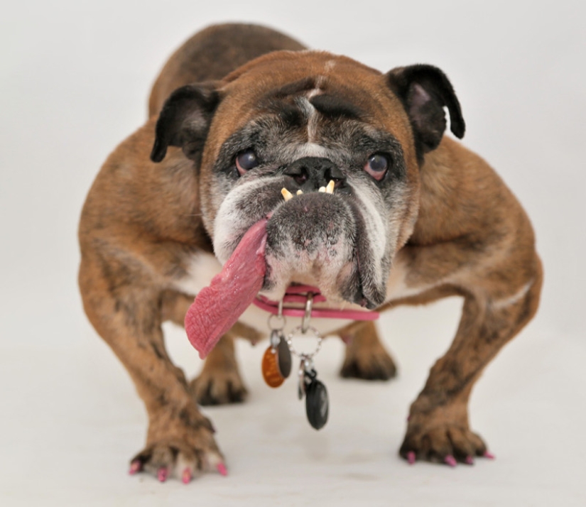 In the USA, they chose the "ugliest dog in the world"
