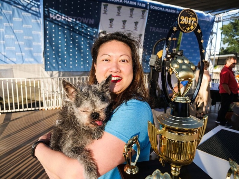 In the USA, they chose the "ugliest dog in the world"