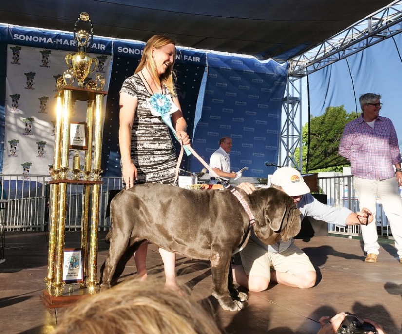 In the USA, they chose the "ugliest dog in the world"