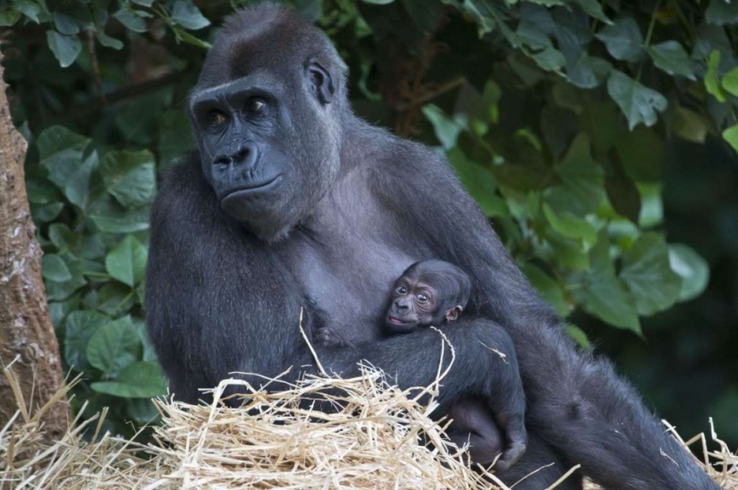 In the world of amazing animals In the world of amazing animals