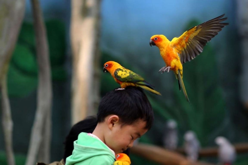 In the world of amazing animals In the world of amazing animals