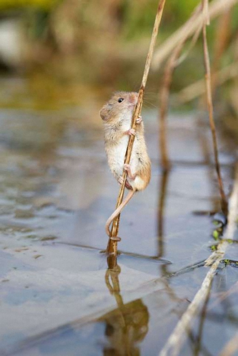 In the world of amazing animals In the world of amazing animals