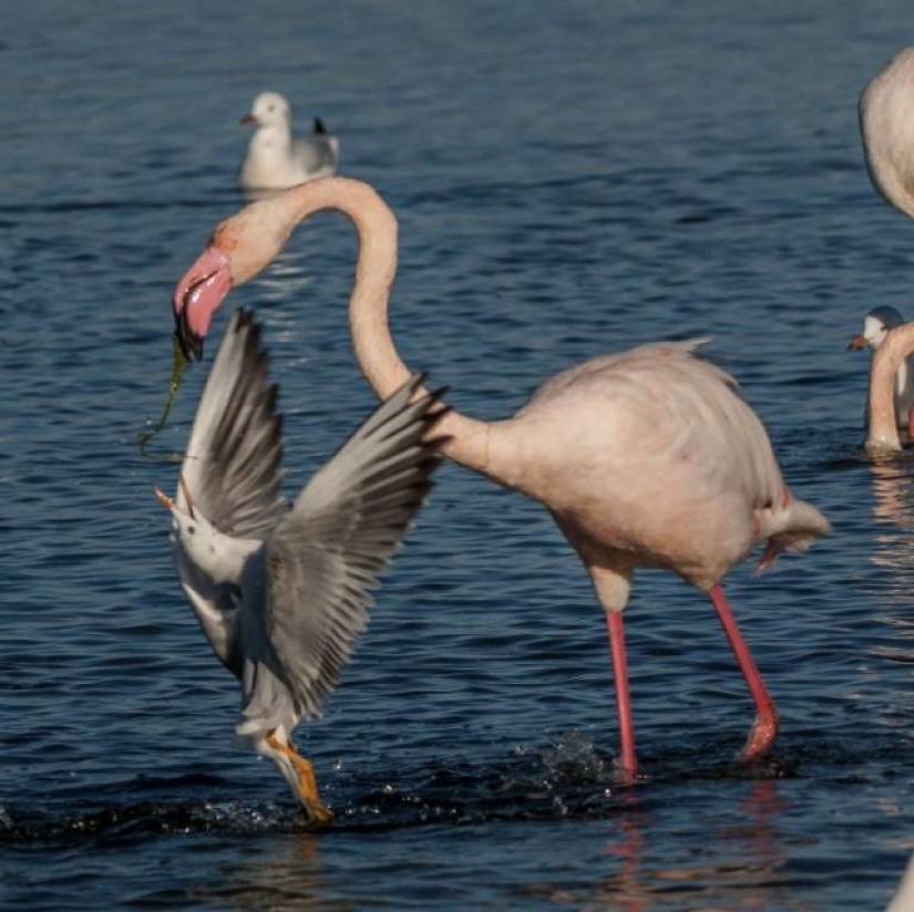 In the world of amazing animals In the world of amazing animals