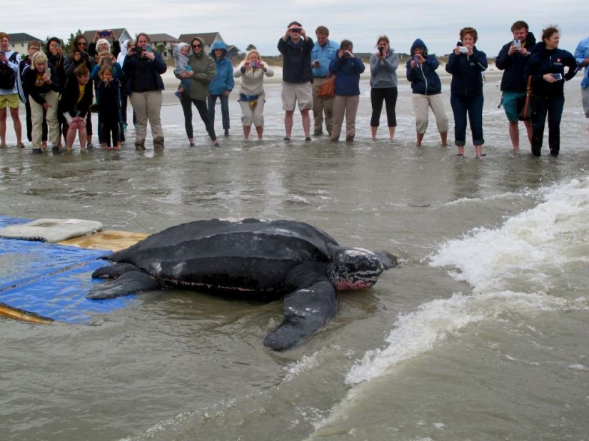 In the world of amazing animals In the world of amazing animals