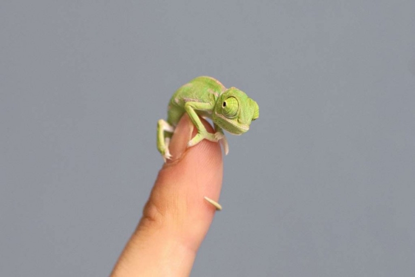 In the world of amazing animals In the world of amazing animals