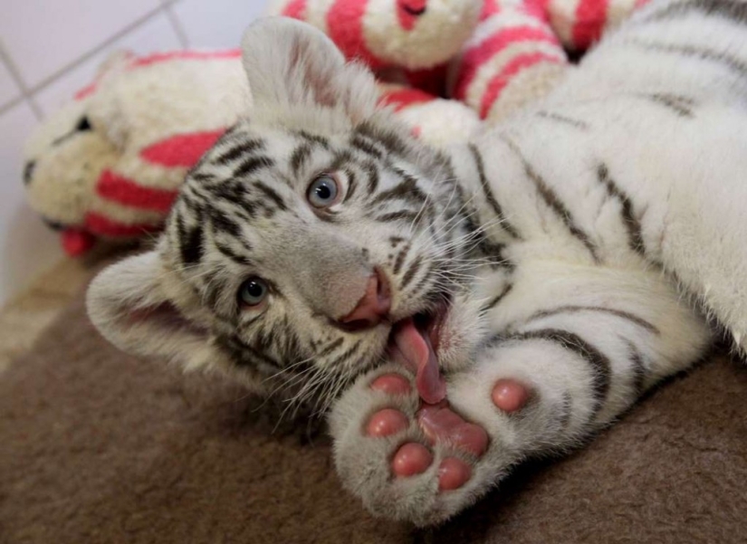 In the world of amazing animals In the world of amazing animals