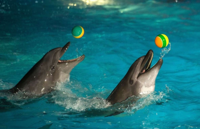In the world of amazing animals In the world of amazing animals