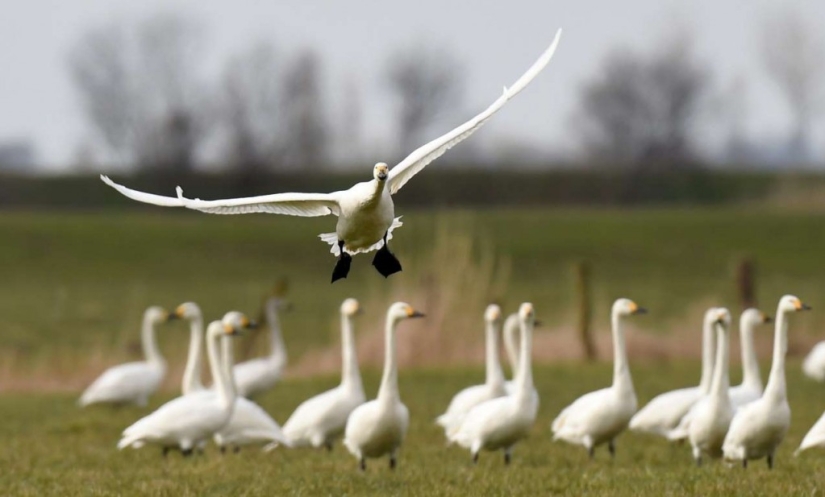 In the world of amazing animals In the world of amazing animals