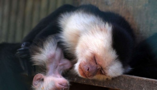 In the world of amazing animals