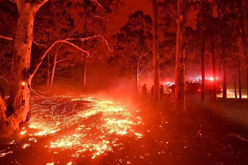 Incendios en Australia: la familia del famoso activista por los derechos de los animales Irwin salva a los animales de la muerte Incendios en Australia: la familia del famoso activista por los derechos de los animales Irwin salva a los animales de la muerte