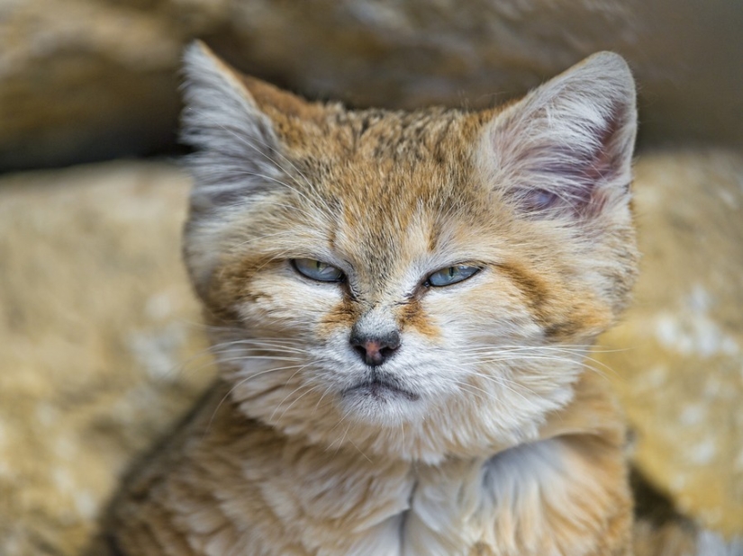 Incluso cuando crecen, estos gatos parecen gatitos. Y sus gatitos también parecen gatitos