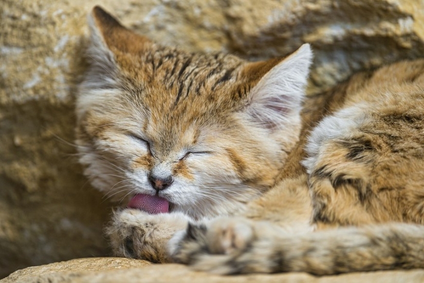 Incluso cuando crecen, estos gatos parecen gatitos. Y sus gatitos también parecen gatitos