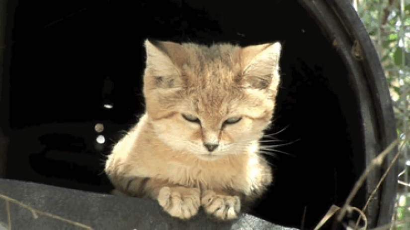 Incluso cuando crecen, estos gatos parecen gatitos. Y sus gatitos también parecen gatitos