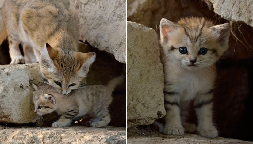 Incluso cuando crecen, estos gatos parecen gatitos. Y sus gatitos también parecen gatitos