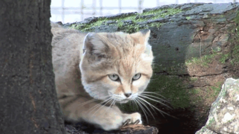 Incluso cuando crecen, estos gatos parecen gatitos. Y sus gatitos también parecen gatitos