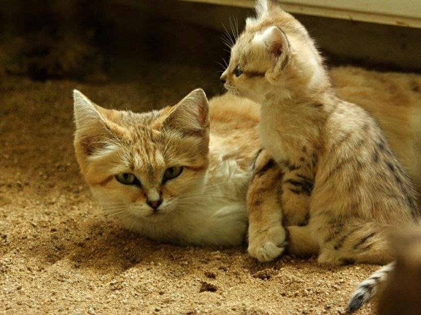 Incluso cuando crecen, estos gatos parecen gatitos. Y sus gatitos también parecen gatitos