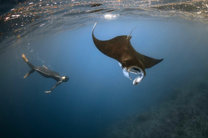 Increíble apnea en la naturaleza