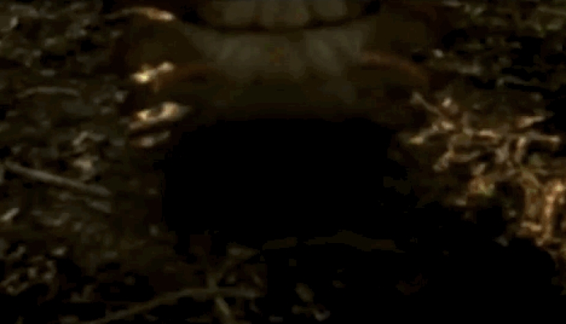 Incredible monsters of the past that lived on Earth Incredible monsters of the past that lived on Earth