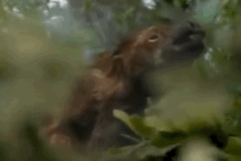 Incredible monsters of the past that lived on Earth Incredible monsters of the past that lived on Earth