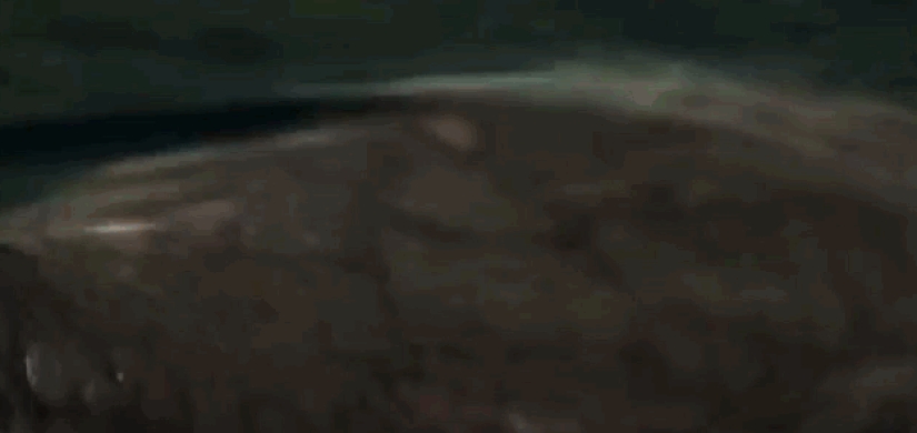 Incredible monsters of the past that lived on Earth Incredible monsters of the past that lived on Earth