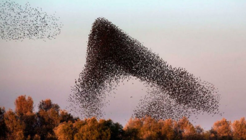 Incredible starling dance in Israel