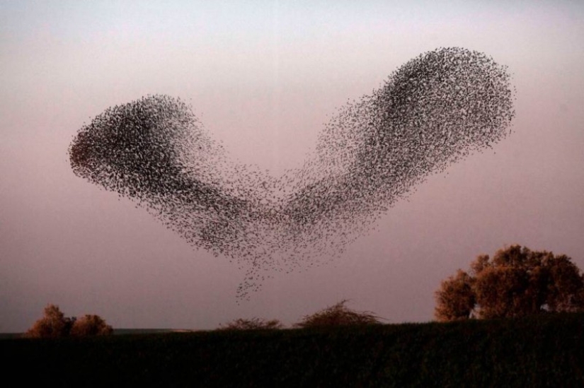 Incredible starling dance in Israel
