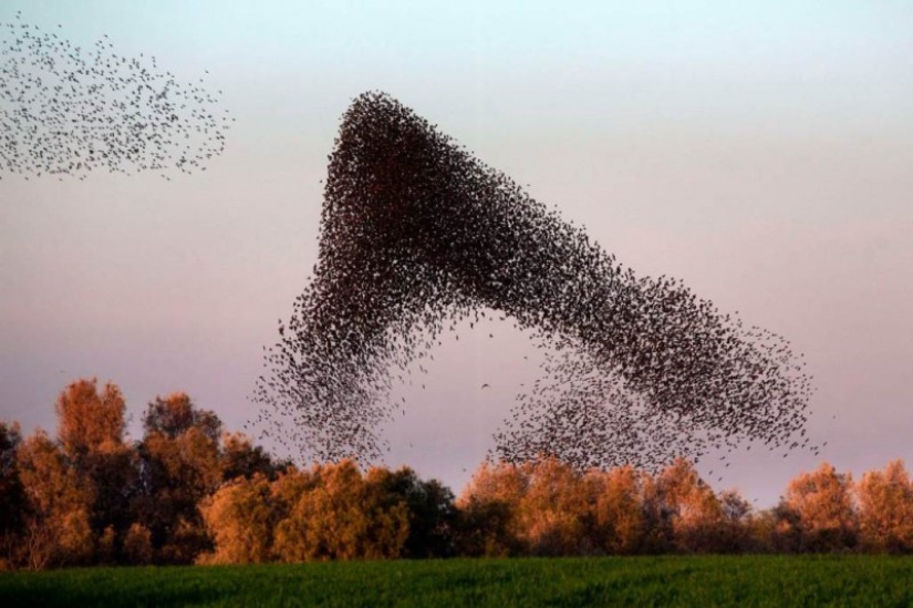 Incredible starling dance in Israel