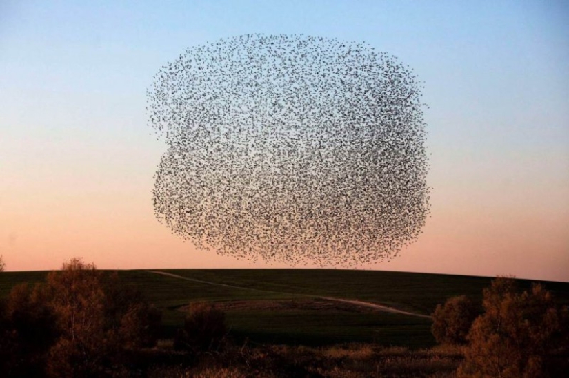 Incredible starling dance in Israel