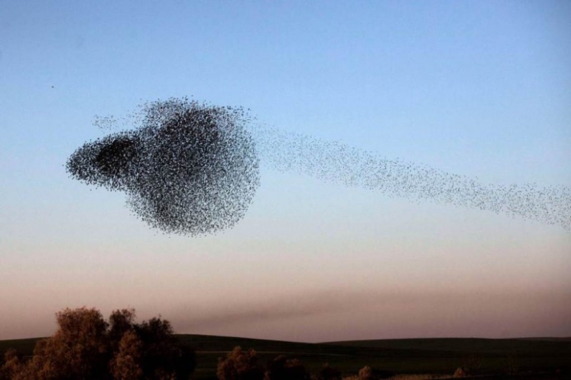 Incredible starling dance in Israel