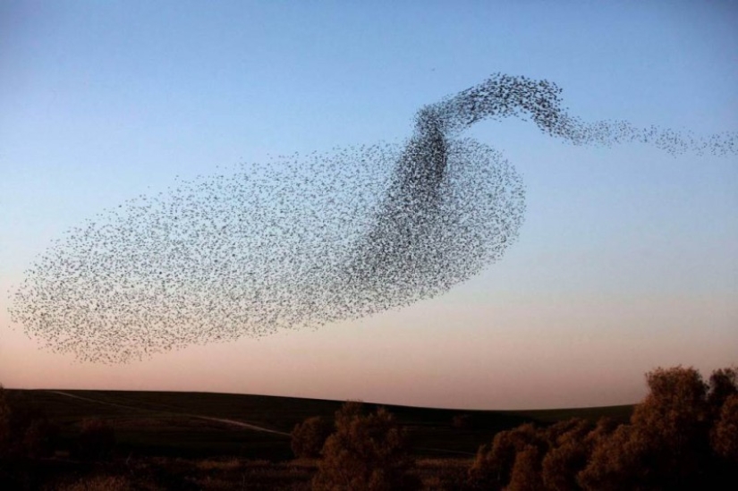 Incredible starling dance in Israel