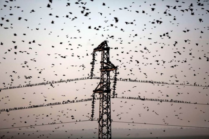 Incredible starling dance in Israel