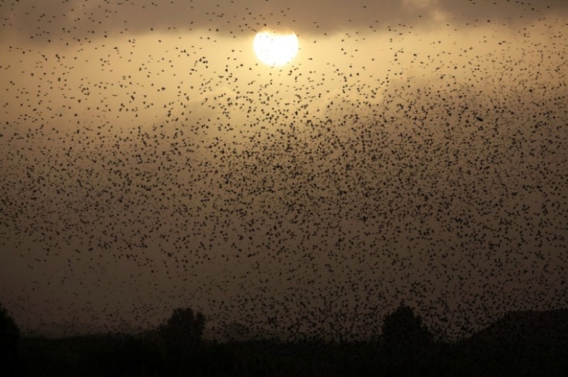 Incredible starling dance in Israel