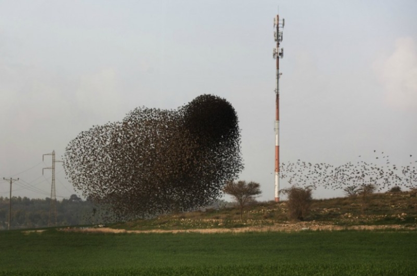 Incredible starling dance in Israel