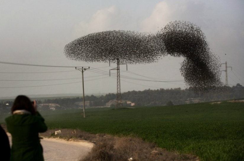 Incredible starling dance in Israel