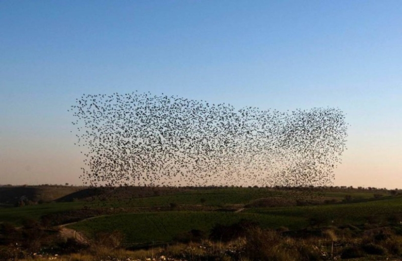 Incredible starling dance in Israel
