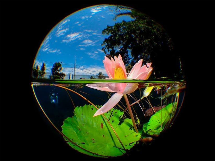 Inmersión total: las mejores fotos del mundo submarino 2020