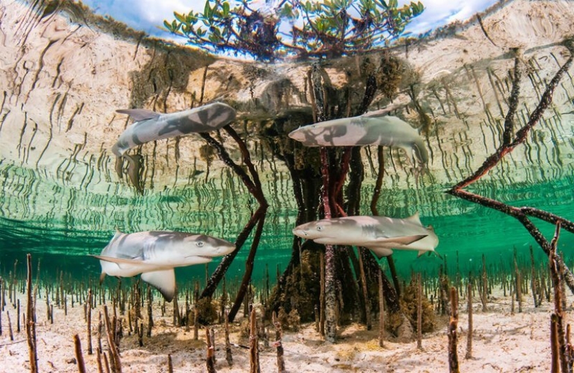 Inmersión total: las mejores fotos del mundo submarino 2020