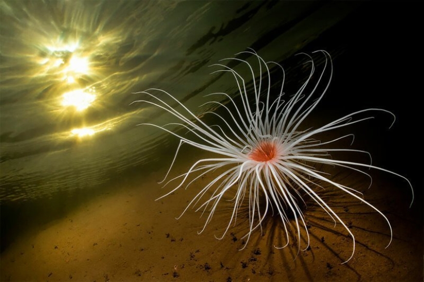 Inmersión total: las mejores fotos del mundo submarino 2020