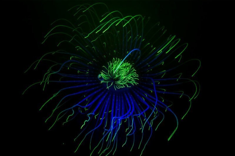 Inmersión total: las mejores fotos del mundo submarino 2020