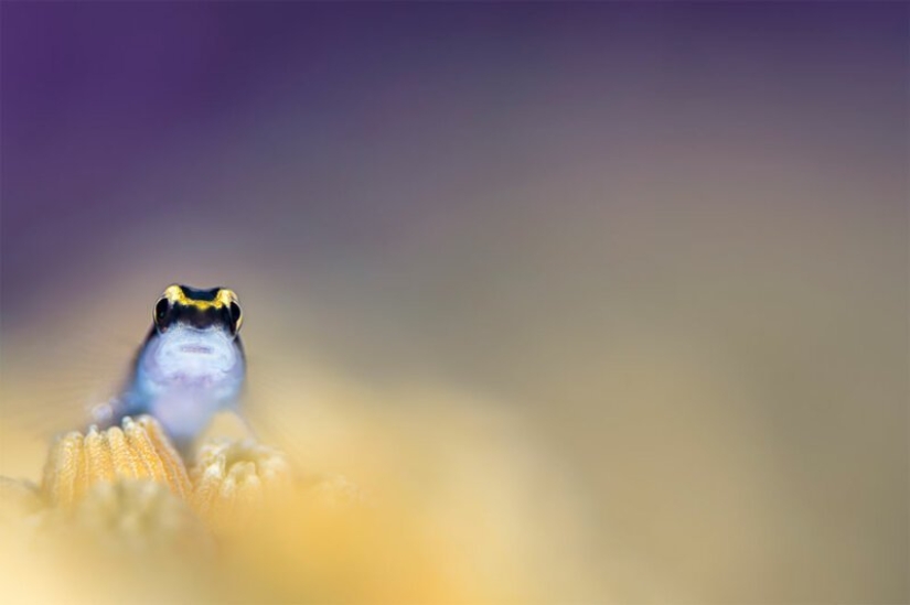 Inmersión total: las mejores fotos del mundo submarino 2020