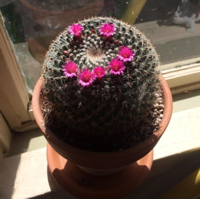 Internet users showed us 15 faces in the most unexpected objects