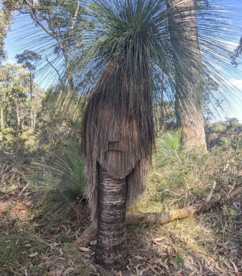 Internet users showed us 15 faces in the most unexpected objects