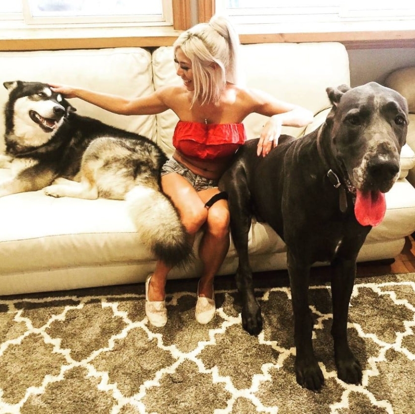 Is it a dog or a horse? The Great Dane Thunder is more than 2 meters tall and weighs 95 kilos