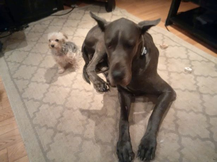 Is it a dog or a horse? The Great Dane Thunder is more than 2 meters tall and weighs 95 kilos