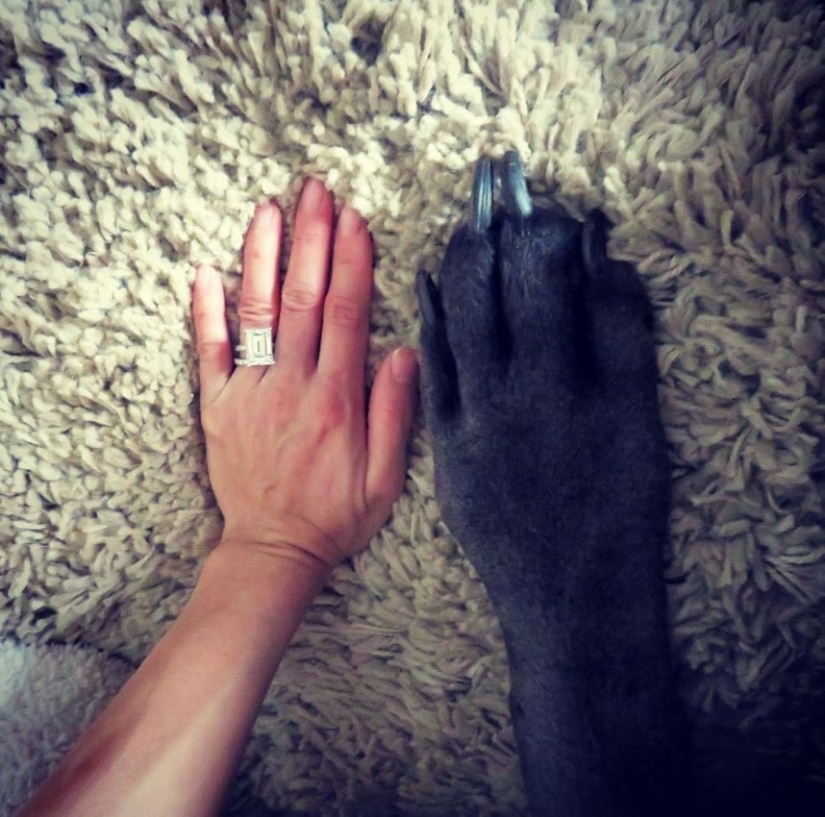 Is it a dog or a horse? The Great Dane Thunder is more than 2 meters tall and weighs 95 kilos