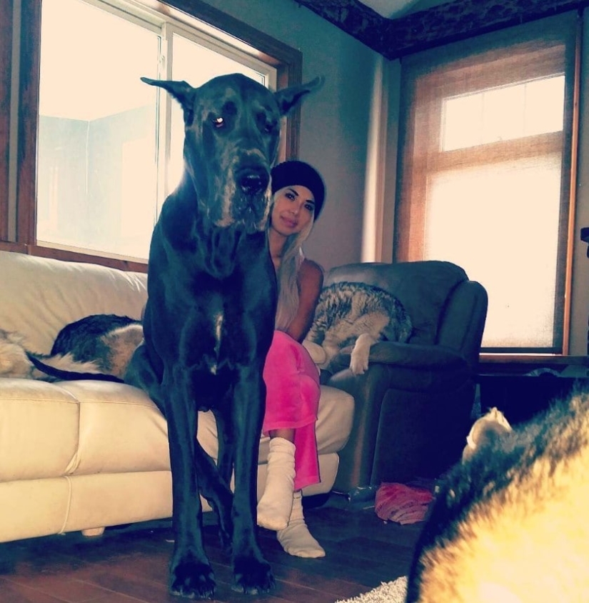 Is it a dog or a horse? The Great Dane Thunder is more than 2 meters tall and weighs 95 kilos